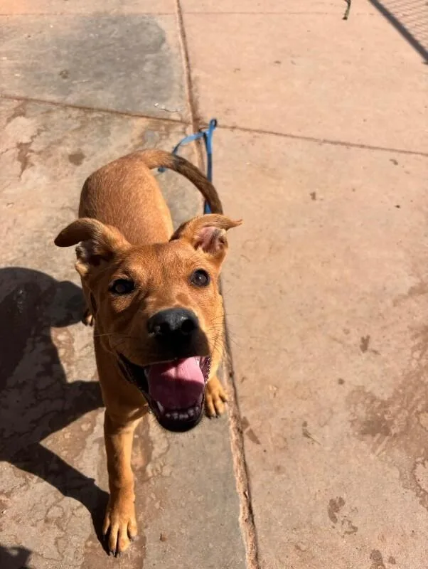 A young medium-sized female Yellow / Tan / Blond / Fawn Mixed Breed dog named Gracie for adoption in Hobbs, NM