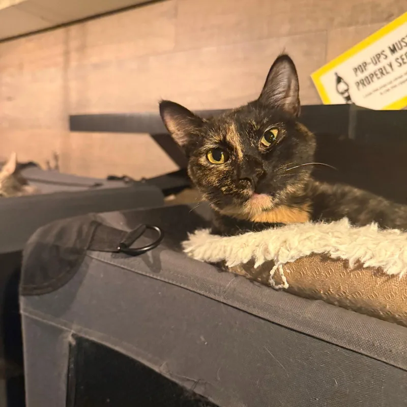 An adult medium-sized female Domestic Short Hair cat named Aurora for adoption in Brooklyn, NY