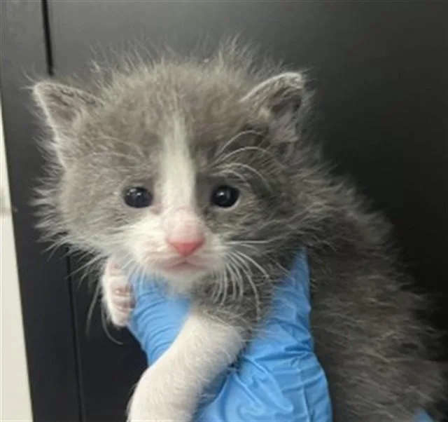 A baby medium-sized male Domestic Short Hair cat named Jim for adoption in San Bernardino, CA