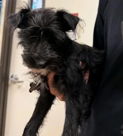 A young small-sized male Terrier dog named Justin Jr. for adoption in Burlington, WA