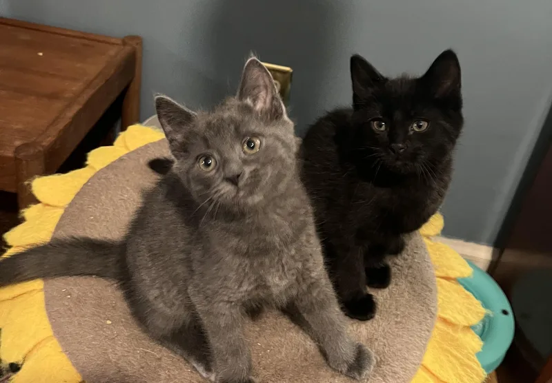 A baby medium-sized female Black Domestic Short Hair cat named Sierra And Star for adoption in Fairfax, VA