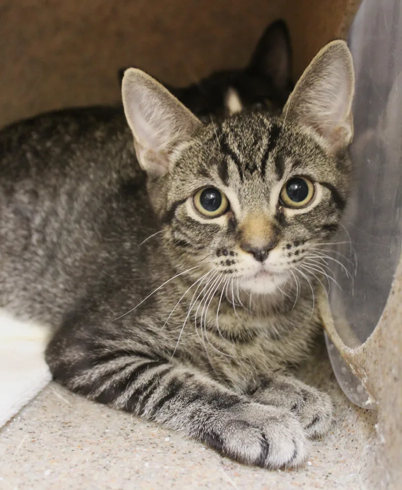 A young medium-sized male Tabby (Buff / Tan / Fawn) Tabby cat named Ash for adoption in Yucca Valley, CA