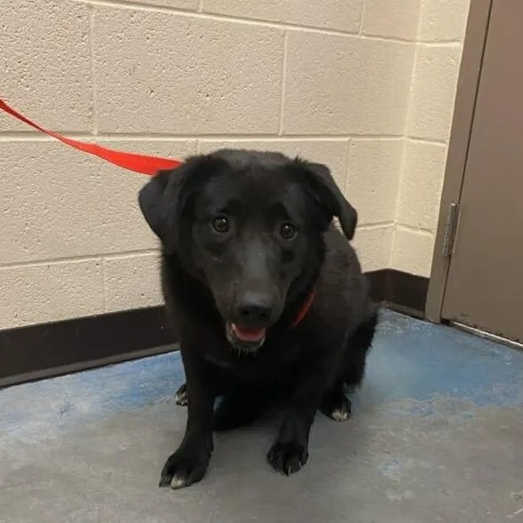 A young medium-sized female Black Mixed Breed dog named Midnight for adoption in Memphis, TN
