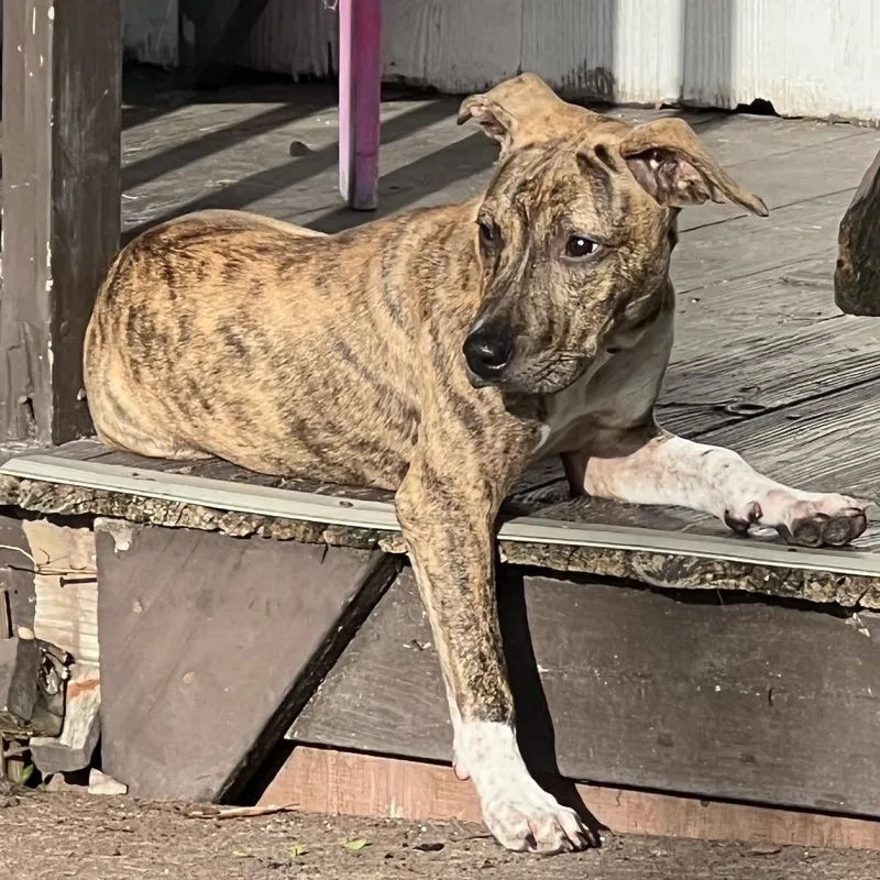 A baby medium-sized female Golden Catahoula Leopard Dog dog named Beretta for adoption in Morriston, FL