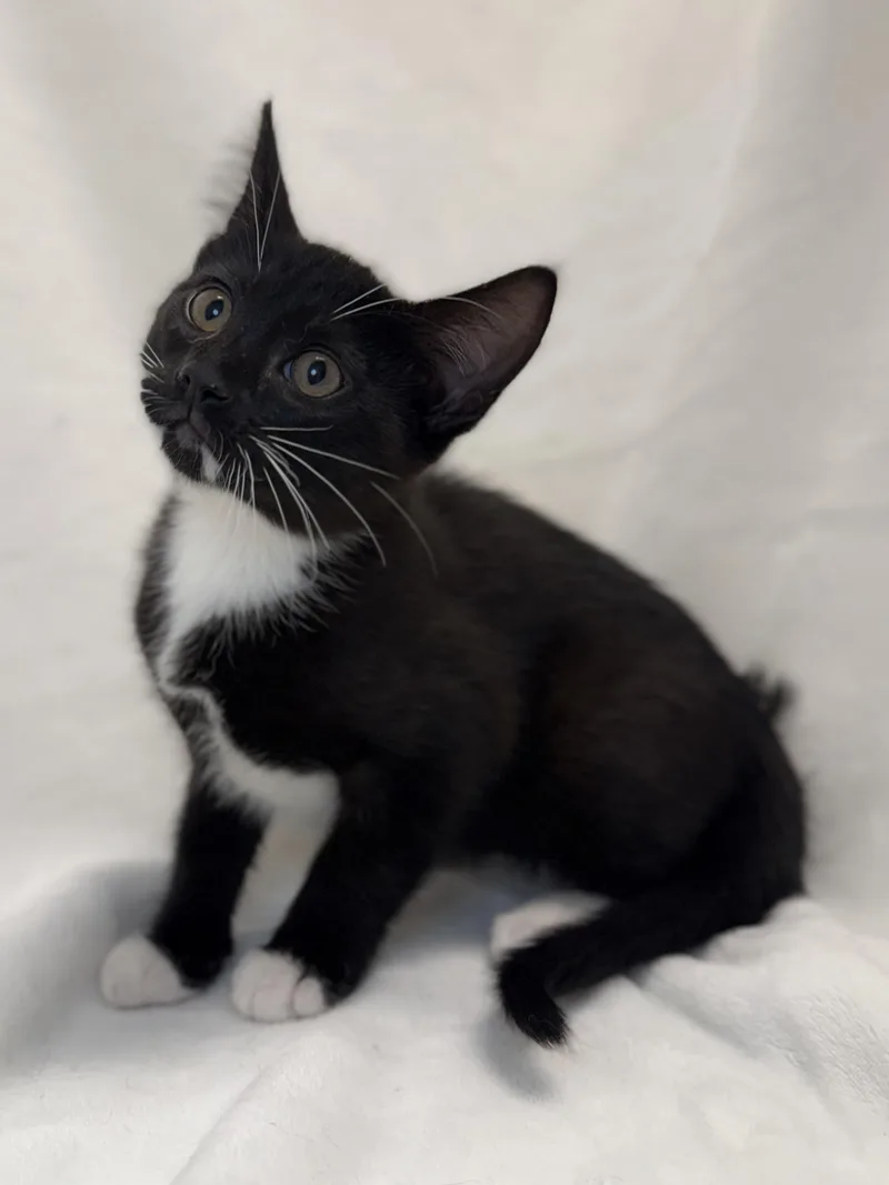 A baby medium-sized male Black & White / Tuxedo Domestic Short Hair cat named Charlie for adoption in Greensboro, NC