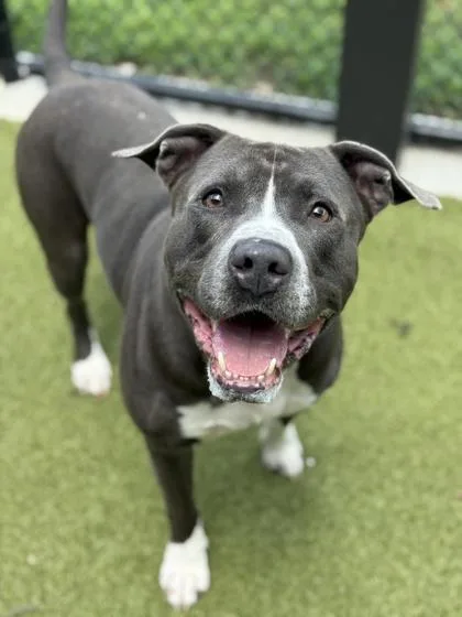 An adult extra large-sized male American Staffordshire Terrier dog named Bj for adoption in Atlanta, GA