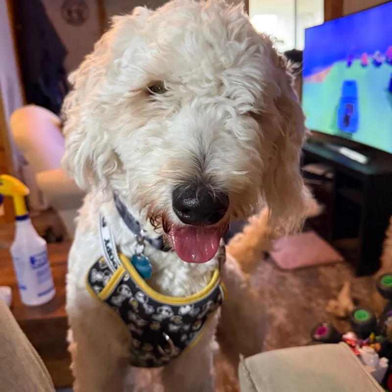 A young medium-sized male White / Cream Golden Retriever dog named Teddy for adoption in Washington, PA