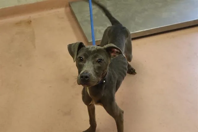 A young small-sized female Mixed Breed dog named October for adoption in Columbia, SC