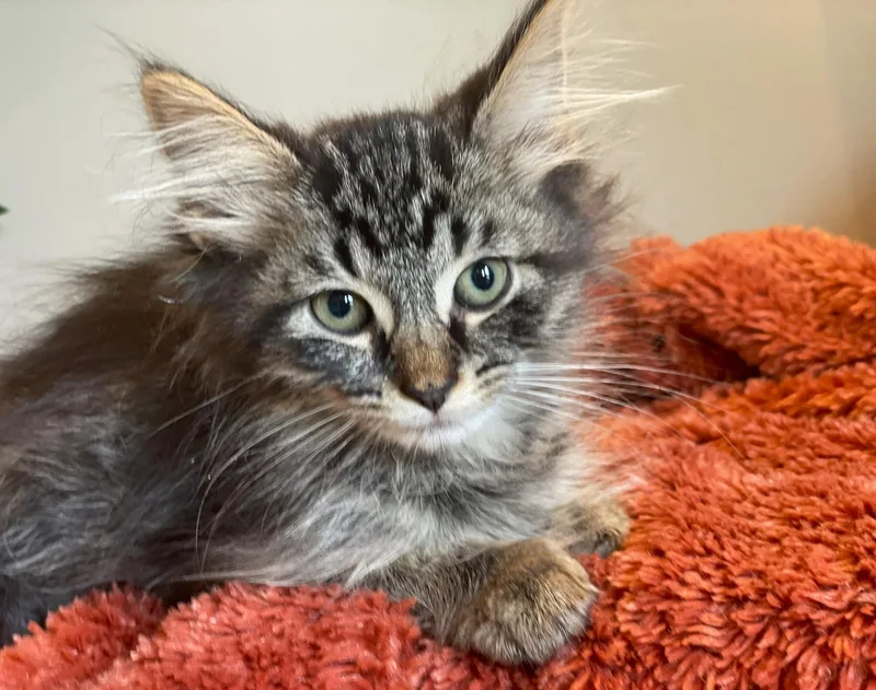 A baby medium-sized male Tabby (Brown / Chocolate) Domestic Long Hair cat named Reed for adoption in Taylor, MI