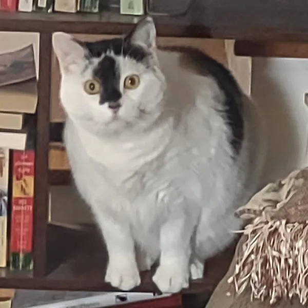 An adult medium-sized female Domestic Short Hair cat named Luna for adoption in Des Moines, IA