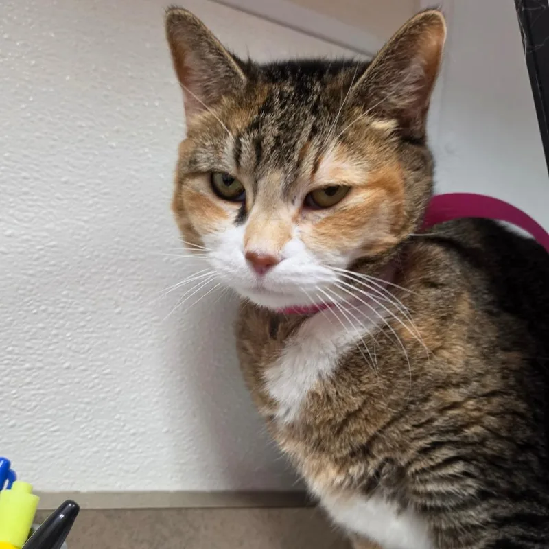 A senior medium-sized female Calico Domestic Short Hair cat named Lily for adoption in Albuquerque, NM