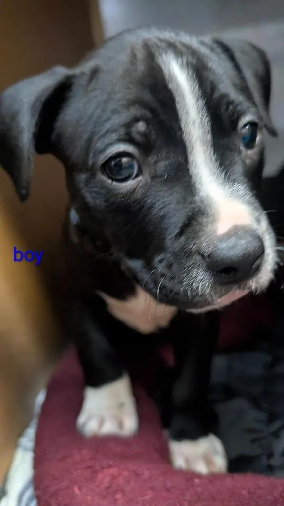 A baby medium-sized male Mixed Breed dog named Odysseus for adoption in Warren, MI