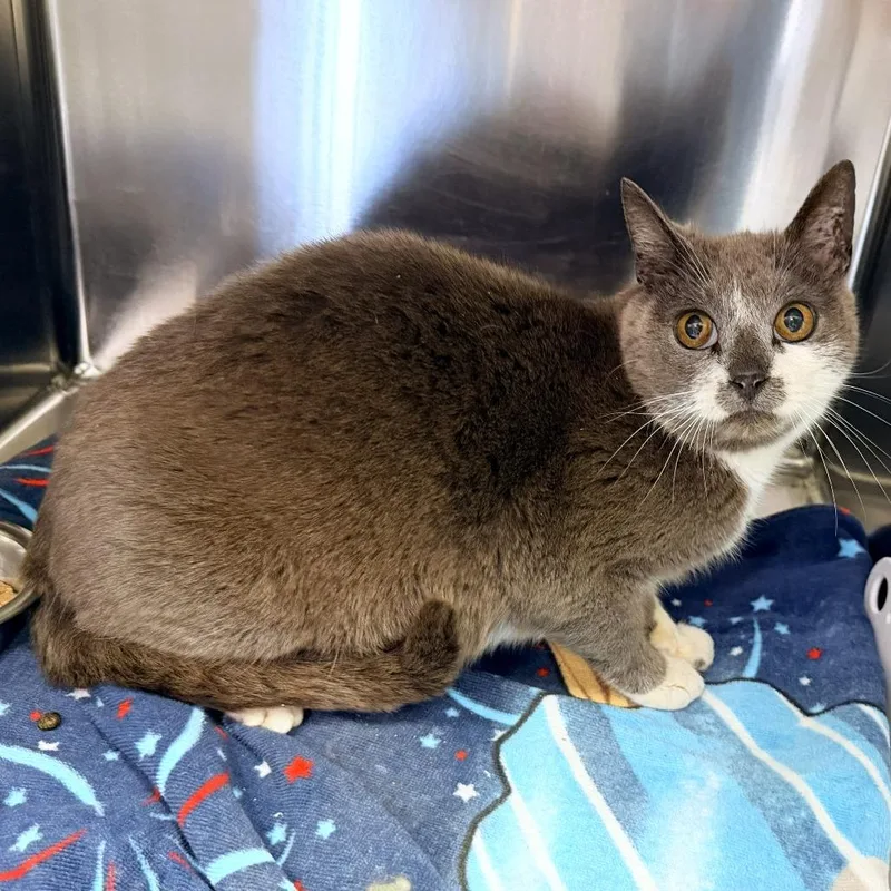 A senior medium-sized female Gray / Blue / Silver Domestic Short Hair cat named Olive for adoption in Warrensburg, MO