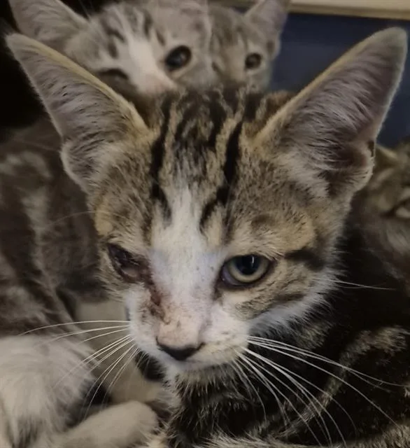 A baby small-sized female Domestic Short Hair cat named A for adoption in Bakersfield, CA