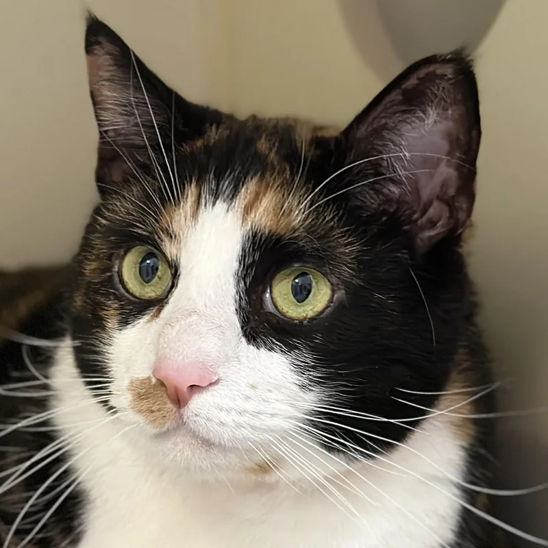 A senior large-sized female Domestic Short Hair cat named Luella for adoption in Victor, NY