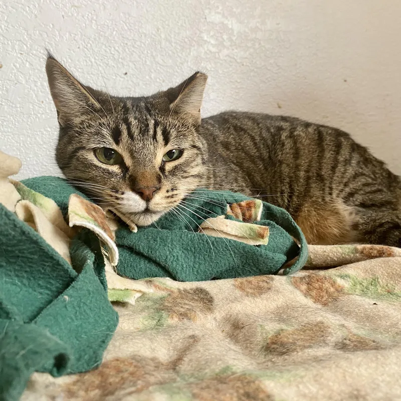 An adult medium-sized male Tabby (Brown / Chocolate) Tabby cat named Tigger for adoption in Las Cruces, NM