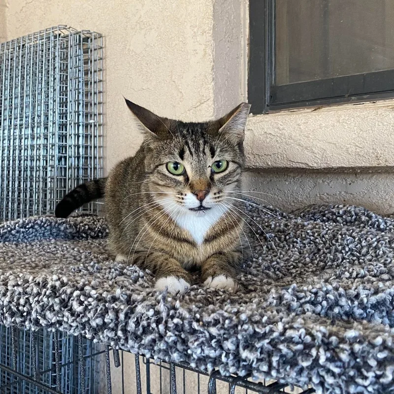 Tigger thumbnail 2