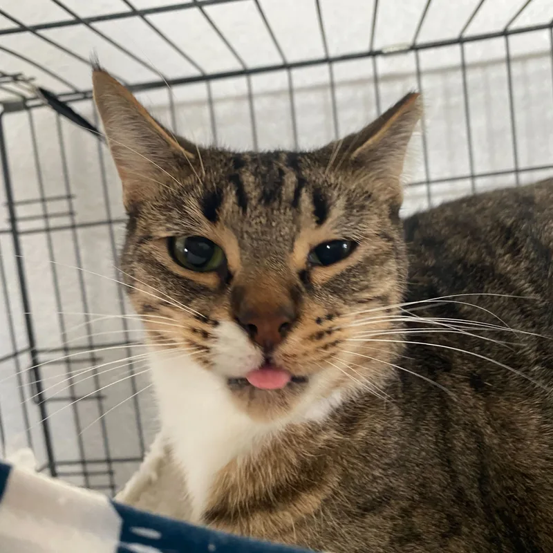 Tigger thumbnail 4