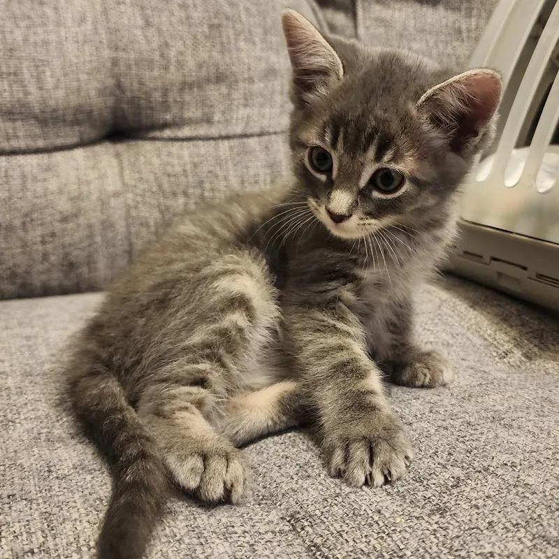 A baby small-sized female Gray / Blue / Silver Domestic Short Hair cat named Birdie for adoption in Long Beach, CA