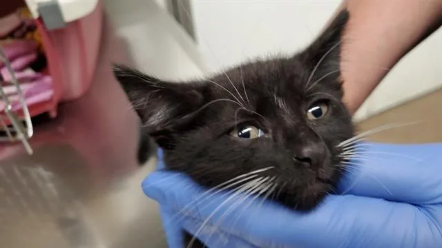 A baby medium-sized female Domestic Short Hair cat named Zoomie for adoption in Aurora, IL