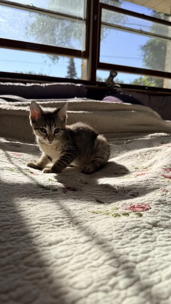 A baby small-sized male Domestic Short Hair cat named Deep Dish Pizza for adoption in Chicago, IL