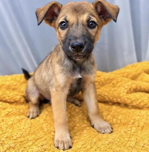 A baby medium-sized female German Shepherd Dog dog named Blossom for adoption in Foley, AL