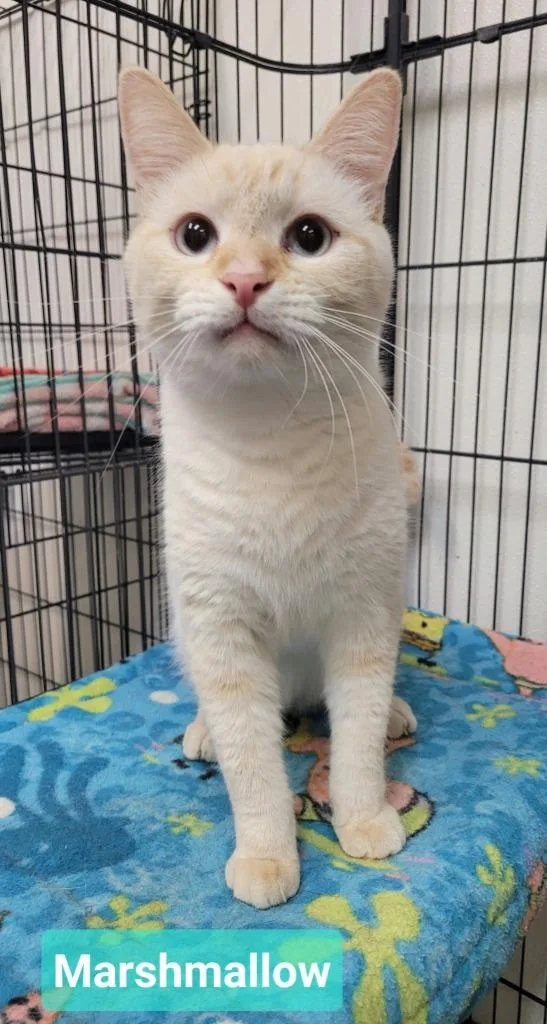A young medium-sized male Domestic Short Hair cat named Marshmallow for adoption in Richmond, IN