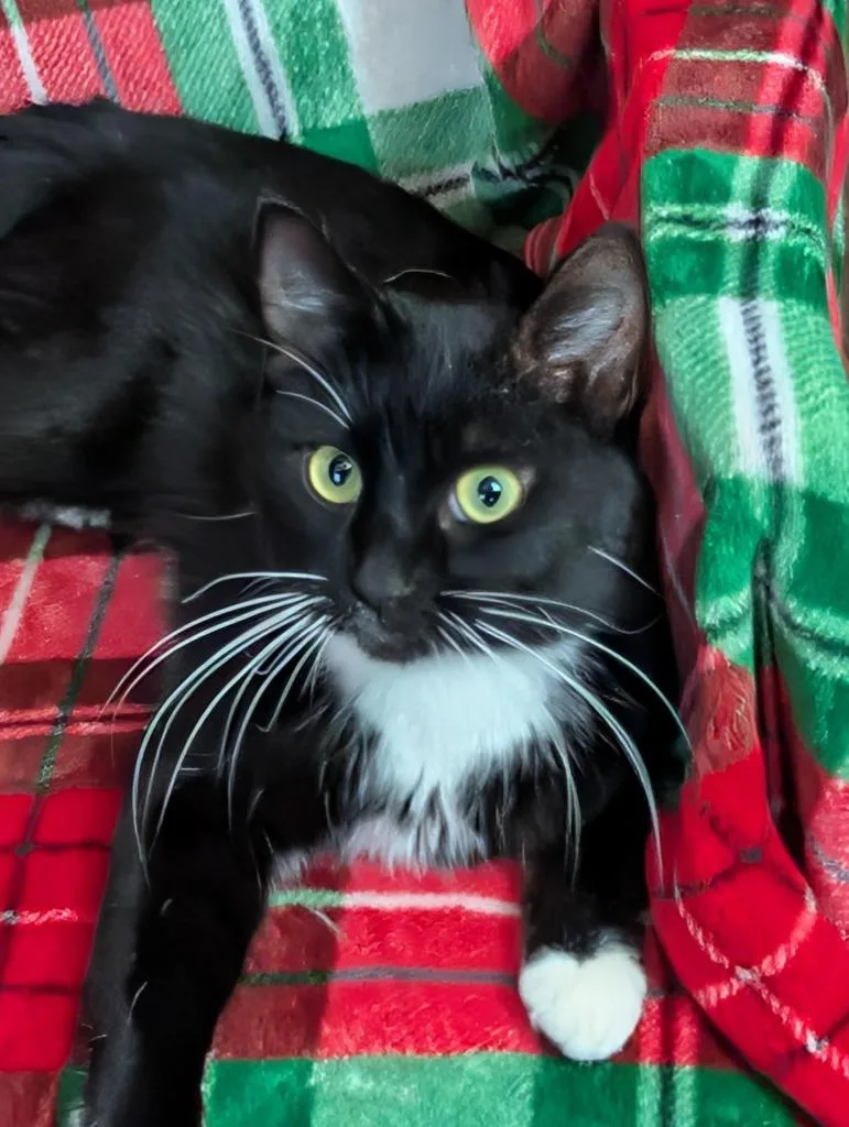 A young medium-sized female Domestic Short Hair cat named Hydra for adoption in Salt Lake City, UT