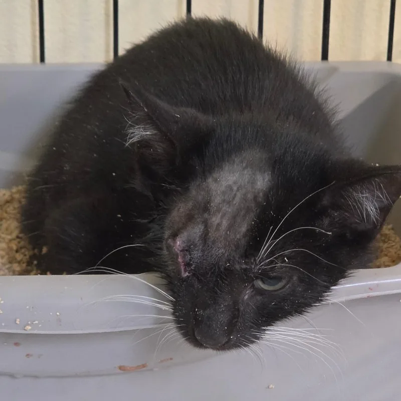 A baby small-sized male Black American Shorthair cat named Wink for adoption in Melrose, FL