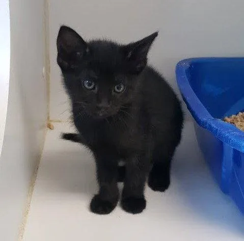 A baby small-sized female Black Domestic Short Hair cat named Tallahassee for adoption in Oakland, CA