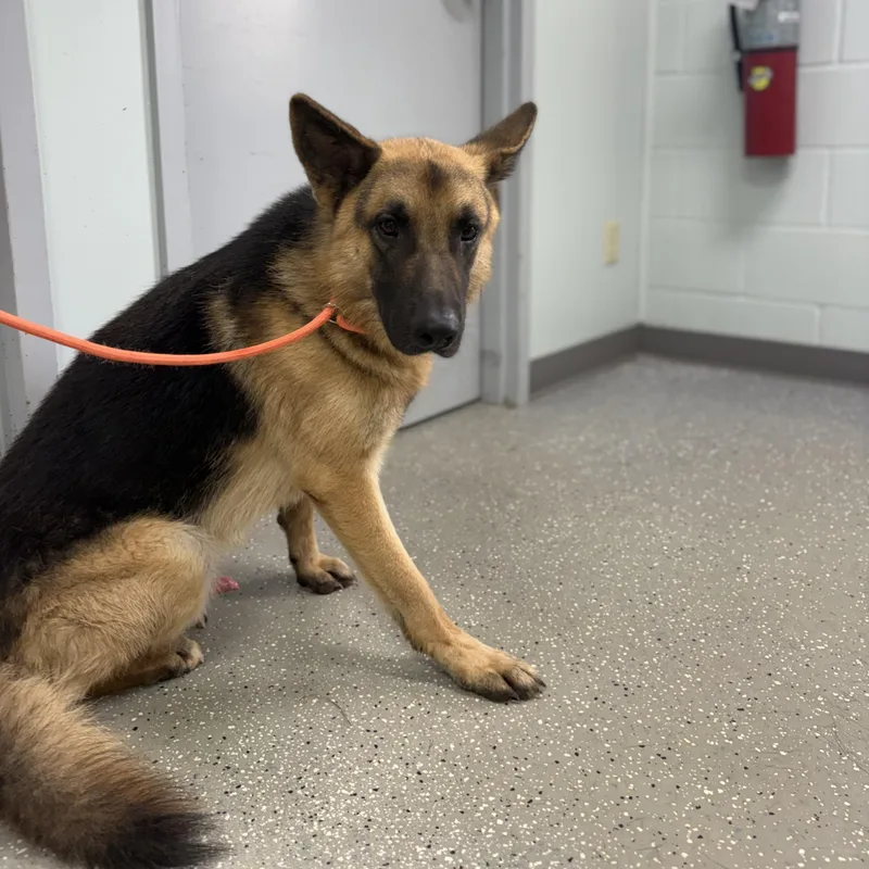 A young large-sized male Sable German Shepherd Dog dog named Jeff for adoption in Bardstown, KY