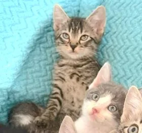 A baby medium-sized male Tabby (Gray / Blue / Silver) Domestic Short Hair cat named Nate for adoption in Houston, TX