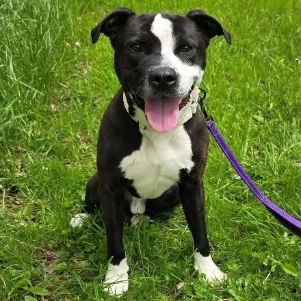 A young large-sized male Black Boxer dog named Fuzzles for adoption in Grafton, OH
