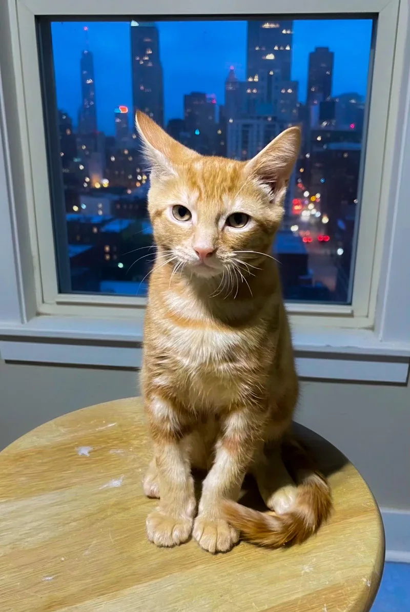 A baby medium-sized male Orange & White Domestic Short Hair cat named Cheetah for adoption in St. Cloud, FL