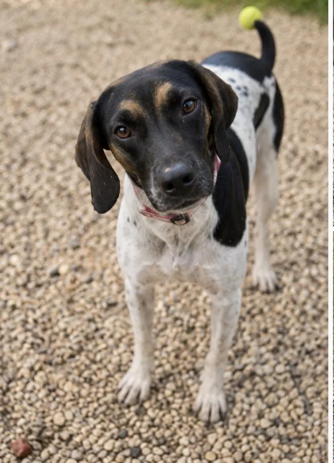 A young small-sized female Treeing Walker Coonhound dog named Daisy for adoption in Kiln, MS