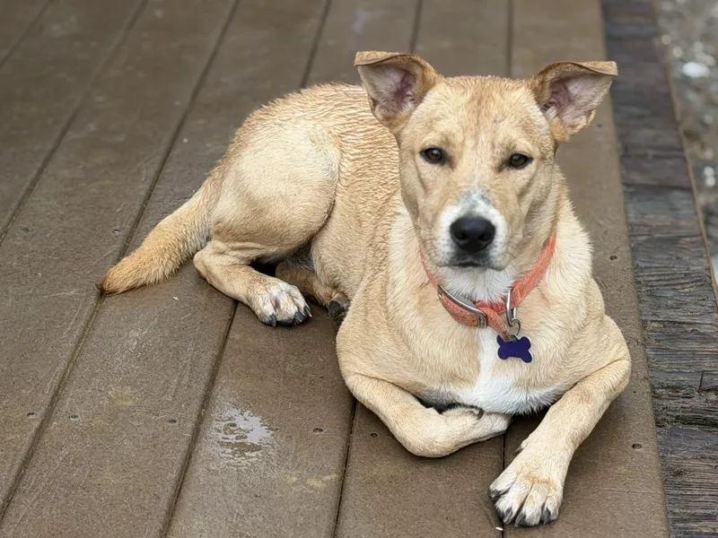 A baby medium-sized female Yellow / Tan / Blond / Fawn Labrador Retriever dog named Tori for adoption in Andover, MA