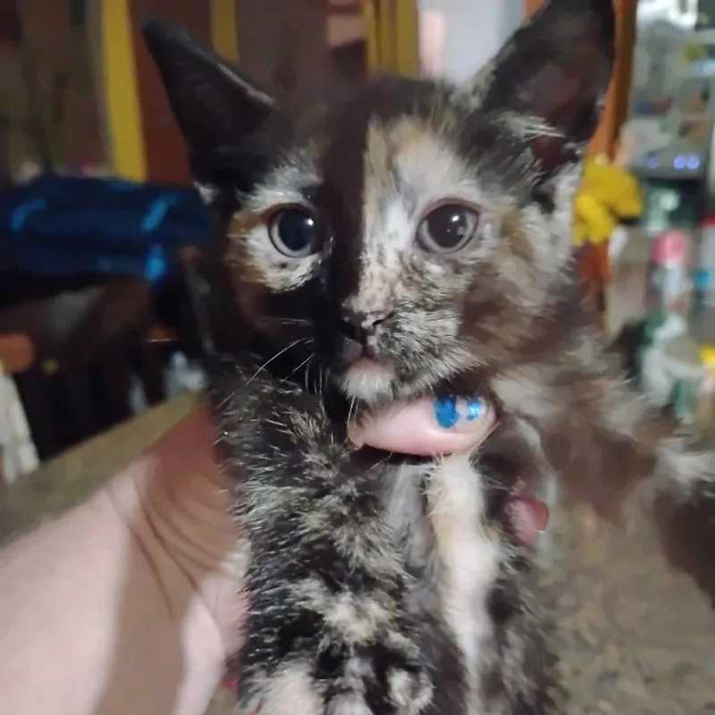 A baby small-sized female Domestic Short Hair cat named Bean for adoption in Fayetteville, AR
