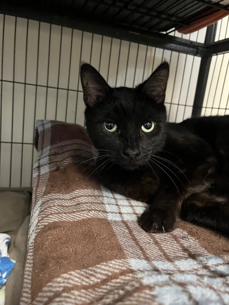 An adult medium-sized male Domestic Short Hair cat named Buster for adoption in Saginaw, MI