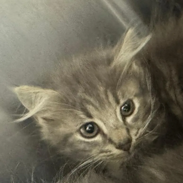 A baby small-sized female Domestic Medium Hair cat named Maple for adoption in Columbus, GA