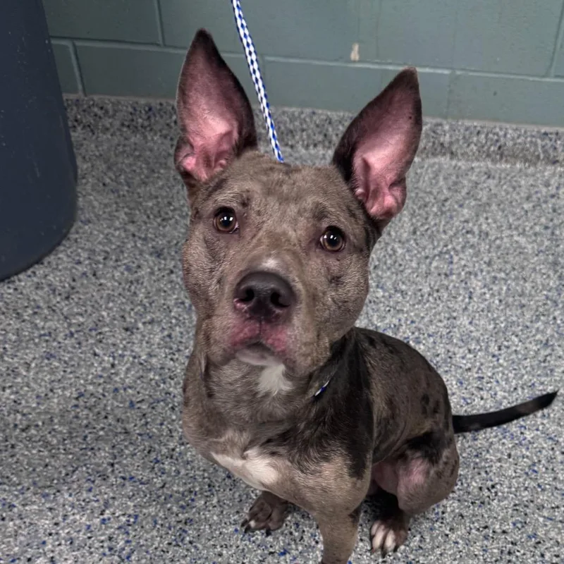 A young medium-sized male Black Catahoula Leopard Dog dog named Sailor for adoption in Greenville, SC