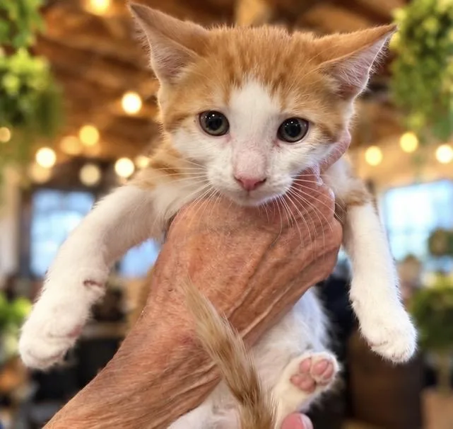 A baby medium-sized male Tabby cat named Sam for adoption in Santa Cruz, CA
