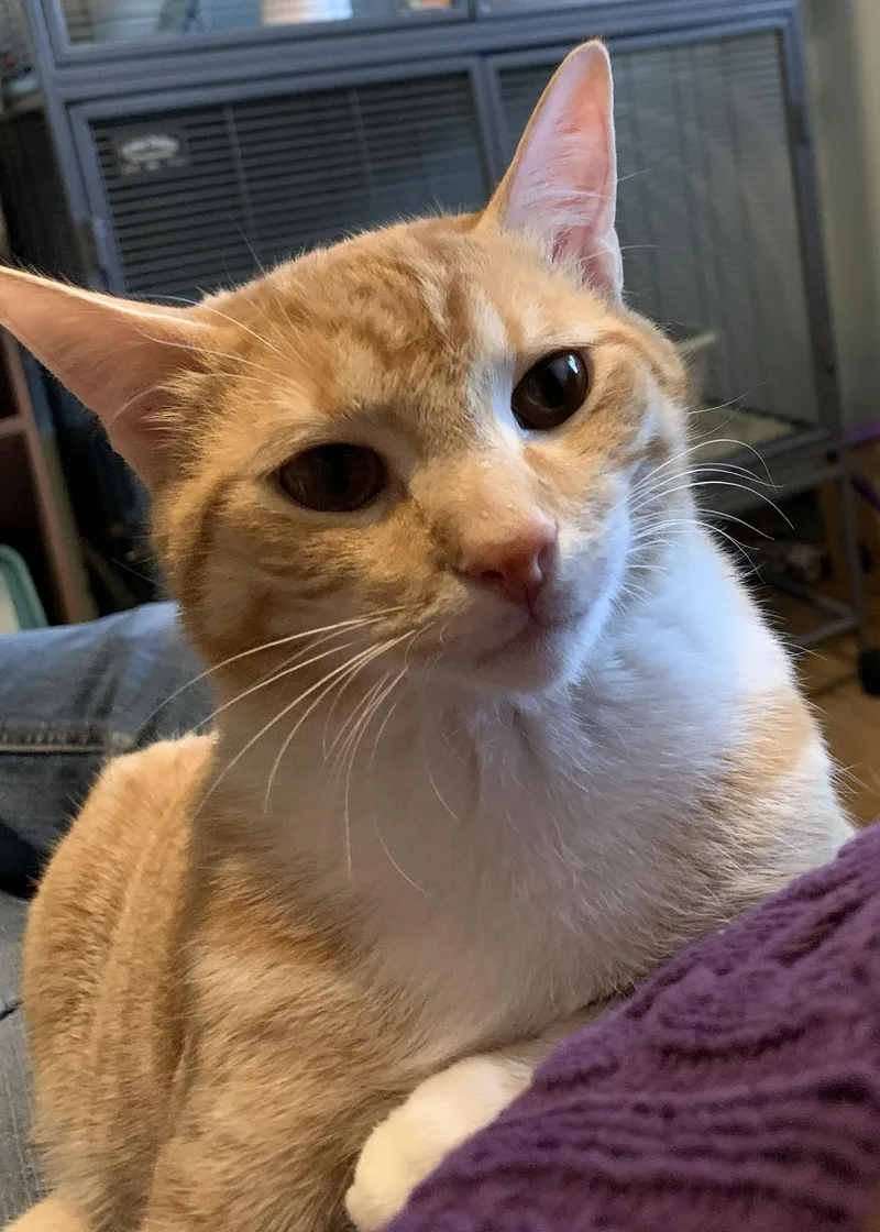 A young large-sized male Tabby (Orange / Red) Domestic Short Hair cat named Ruffles for adoption in Milwaukee, WI