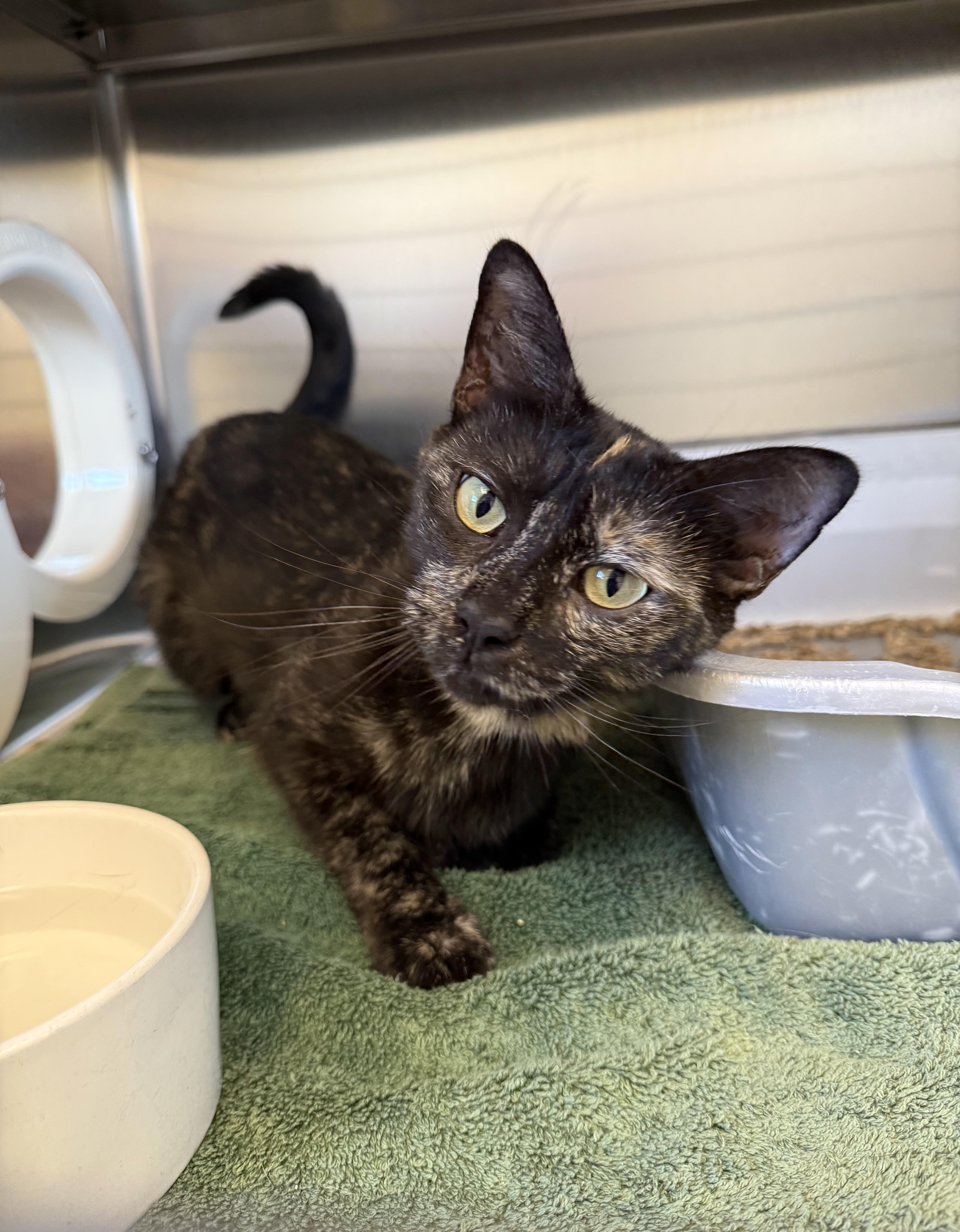 An adult medium-sized female Domestic Short Hair cat named Saka for adoption in Brownsville, VT