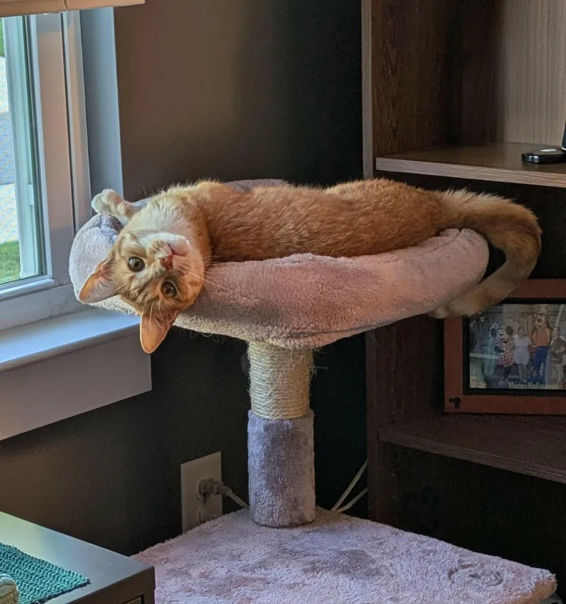 A senior medium-sized male Orange & White Domestic Short Hair cat named Manny for adoption in Charlotte, NC