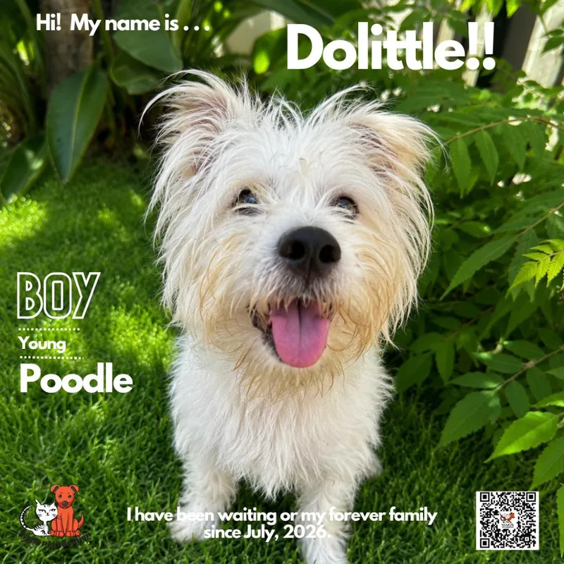A young small-sized male White / Cream Poodle dog named Doolittle for adoption in Westminster, CA