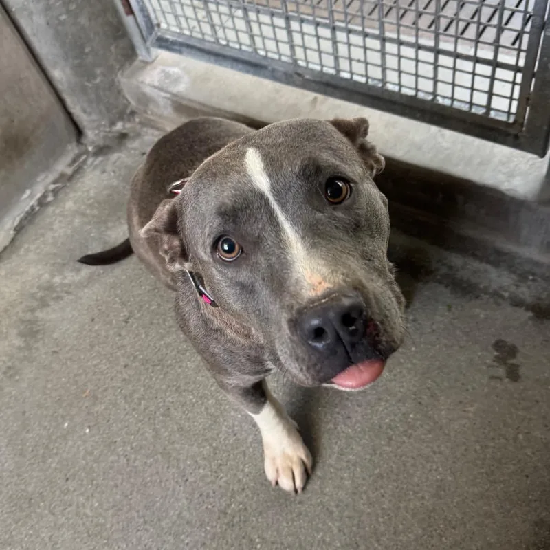 An adult medium-sized female Gray / Blue / Silver Pit Bull Terrier dog named Iris for adoption in Mission Hills, CA