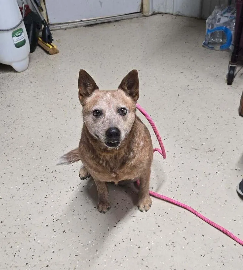 An adult medium-sized female Australian Cattle Dog / Blue Heeler dog named Ginger for adoption in Waverly, OH