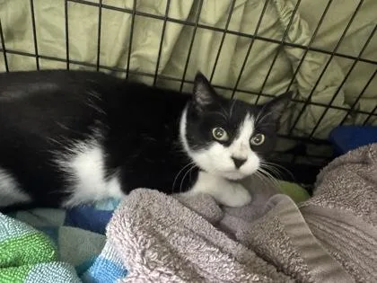 An adult small-sized female Domestic Short Hair cat named Giselle for adoption in Clarks Summit, PA