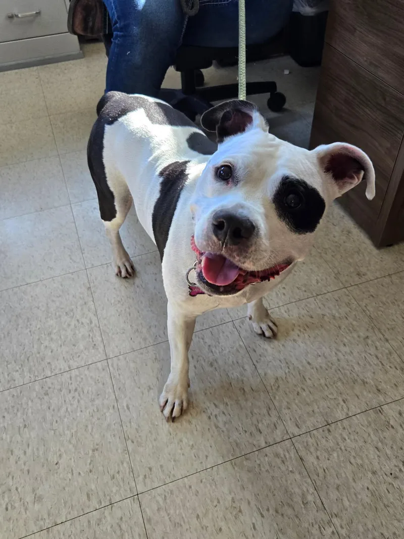 A senior medium-sized female White / Cream Pit Bull Terrier dog named Maggie for adoption in Yorkville, IL