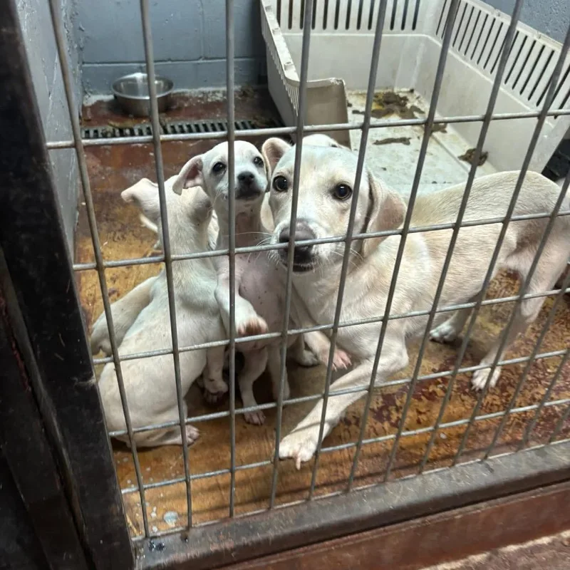 Brinley C thumbnail 3